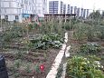Vitoria Zabalgana linnaosa koloogiline kogukonna aed neljandal eluaastal juuli 2019  