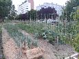 Vitoria (Hispaania) Lakua linnaosa koloogiline kogukonna aed teisel eluaastal juuli 2019  