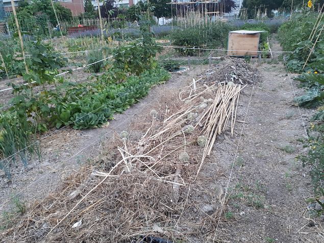   Vitoria (Hispaania) Lakua linnaosa koloogiline kogukonna aed teisel eluaastal juuli 2019