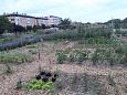 Vitoria (Hispaania) Lakua linnaosa ökoloogiline kogukonna aed teisel eluaastal juuli 2019  
